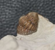 Kainops raymondi (DELO, 1935)