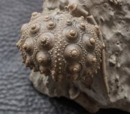 Hemicidaris intermedia (FLEMMING, 1840)