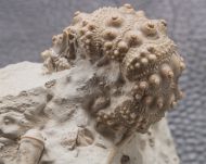 Hemicidaris intermedia (FLEMMING, 1840)