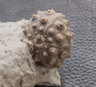 Hemicidaris intermedia (FLEMMING, 1840)
