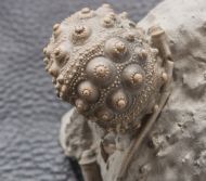 Hemicidaris intermedia (FLEMMING, 1840)