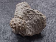Hemicidaris intermedia (FLEMMING, 1840)
