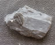 Elrathia kingi (Meek 1870) (Bissmarke)
