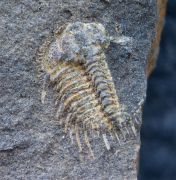 Kettneraspis roemeri (Barrande, 1852)