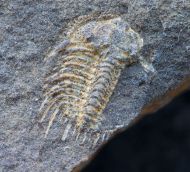 Kettneraspis roemeri (Barrande, 1852)