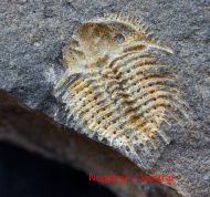 Kettneraspis roemeri (Barrande, 1852)