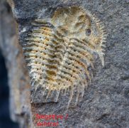Kettneraspis roemeri (Barrande, 1852)