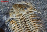 Kettneraspis roemeri (Barrande, 1852)