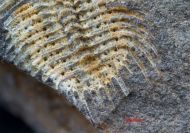 Kettneraspis roemeri (Barrande, 1852)
