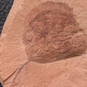Zizyphoides flabella (NEWBERRY, 1863)