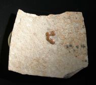 Hypagnostus parvifrons (LINNARSSON, 1869) & Ptychagnostus cuyanu