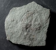 Cyclomedusa dniestriensis Grytsenko, 2020