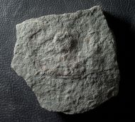 Cyclomedusa dniestriensis Grytsenko, 2020