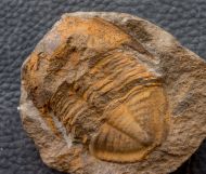 Megalaspides sp.