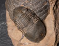 Paralejurus elayounensis SCHRAUT 2000 & Scabrella pradoana (DE Verneul,  1850)