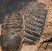 Paralejurus elayounensis SCHRAUT 2000 & Scabrella pradoana (DE Verneul,  1850)