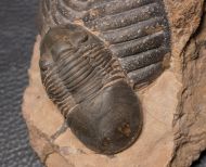 Paralejurus elayounensis SCHRAUT 2000 & Scabrella pradoana (DE Verneul,  1850)