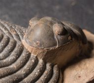 Paralejurus elayounensis SCHRAUT 2000 & Scabrella pradoana (DE Verneul,  1850)