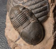 Paralejurus elayounensis SCHRAUT 2000 & Scabrella pradoana (DE Verneul,  1850)
