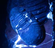 Paralejurus elayounensis SCHRAUT 2000 & Scabrella pradoana (DE Verneul,  1850)