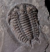 Ceraurus milleranus (Miller & Gurley, 1894)