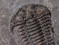 Ceraurus milleranus (Miller & Gurley, 1894)