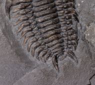 Ceraurus milleranus (Miller & Gurley, 1894)
