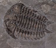Ceraurus milleranus (Miller & Gurley, 1894)