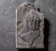 Ceraurus milleranus (Miller & Gurley, 1894)