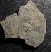 Cyclomedusa dniestriensis Grytsenko,2020