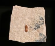 Hypagnostus parvifrons (LINNARSSON, 1869)
