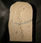 Borstenwurm , Eunicites proavus GERMAR 1842