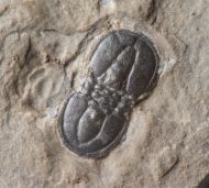 Ptychagnostus atavus (Tullberg, 1880)