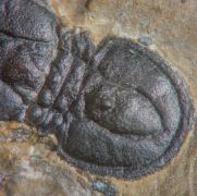 Ptychagnostus atavus (Tullberg, 1880)