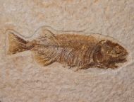 Mioplosus labracoides Cope, 1877