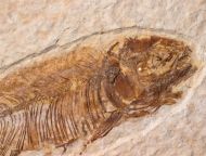 Mioplosus labracoides Cope, 1877