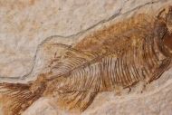 Mioplosus labracoides Cope, 1877