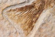 Mioplosus labracoides Cope, 1877