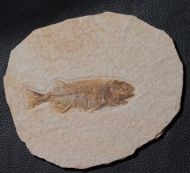 Mioplosus labracoides Cope, 1877