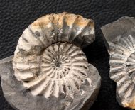 Pleuroceras spinatum (Bruguire 1789)