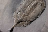 Dalmanites limulurus (GREEN 1832)