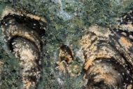 Stromatolith - Collenia undosa Walcott 1916