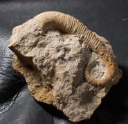 Acrioceras tabarelli (Astier, 1851)