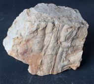 Cruziana furcifera dOrbigny, 1842
