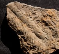 Cruziana furcifera dOrbigny, 1842