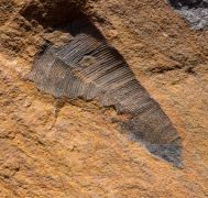 Archaeoconularia aff. consobrina (Barrande 1867)