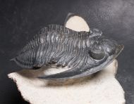 Zlichovaspis sp.