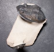 Zlichovaspis sp.