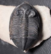 Zlichovaspis sp.