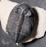 Zlichovaspis sp.